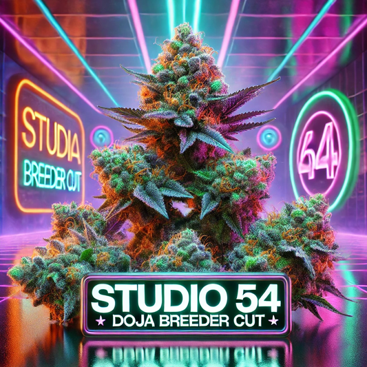 Studio54 Steckling (Doja BreederCut)